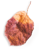 https://test.wildfitness.com/wp-content/uploads/2020/11/small_leaf_01.png