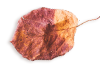 https://test.wildfitness.com/wp-content/uploads/2020/11/small_leaf_03.png