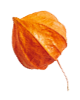 https://test.wildfitness.com/wp-content/uploads/2020/11/small_leaf_04.png