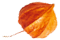 https://test.wildfitness.com/wp-content/uploads/2020/12/small_leaf_05.png
